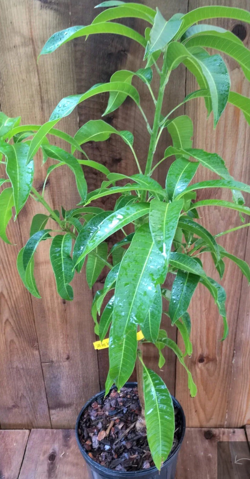 Orange Sherbet Mango TREE GRAFTED 2-4 Ft Tall.Ship To All States.
