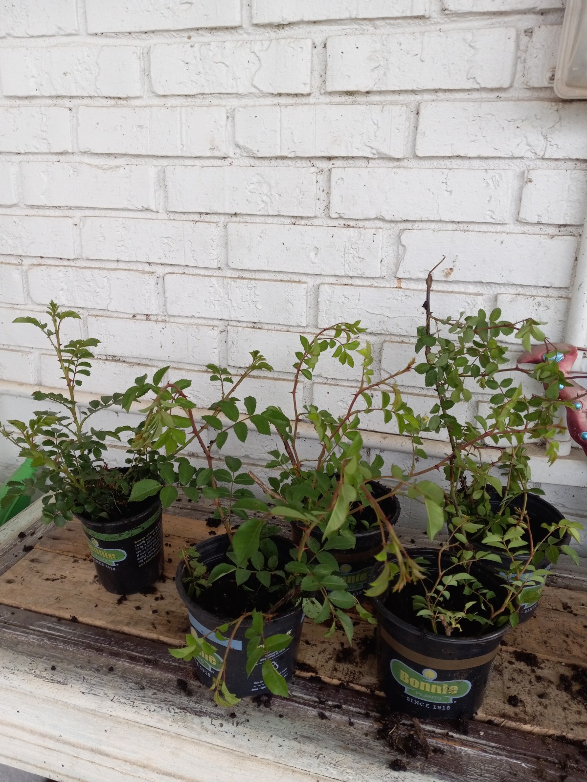 White Climbing Rose – Live Plant