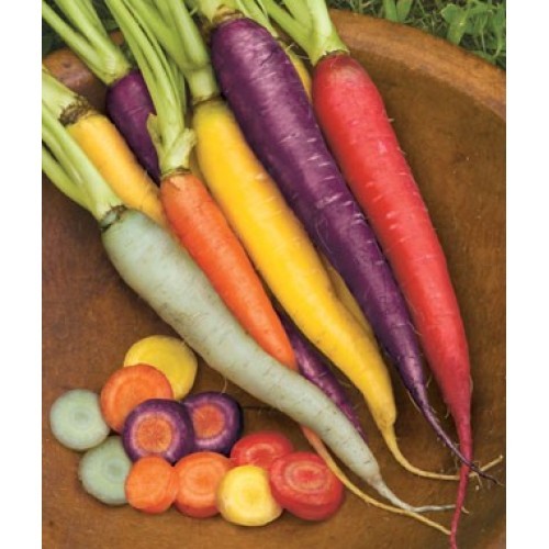 400+RAINBOW CARROTS Seeds 5 Colors Native Heirloom Vegetable Garden Container