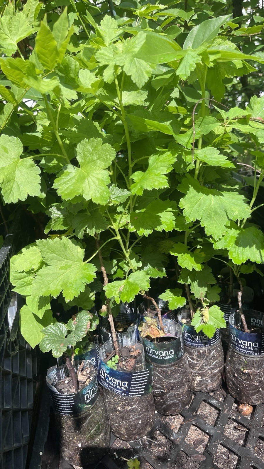 2-3 ft tall Jostaberry 2 year old by division plant, hybrid