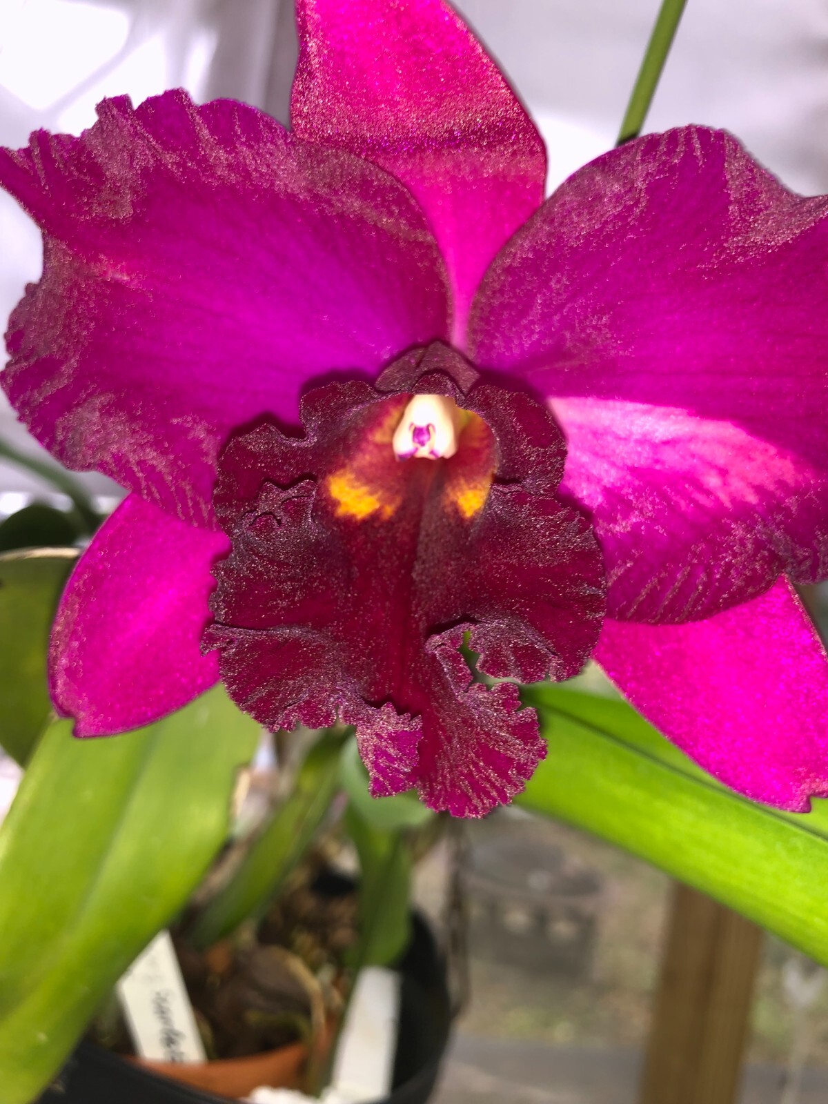 (407-1) Rlc.Hsinying Scarlet ‘Cherry’ BS