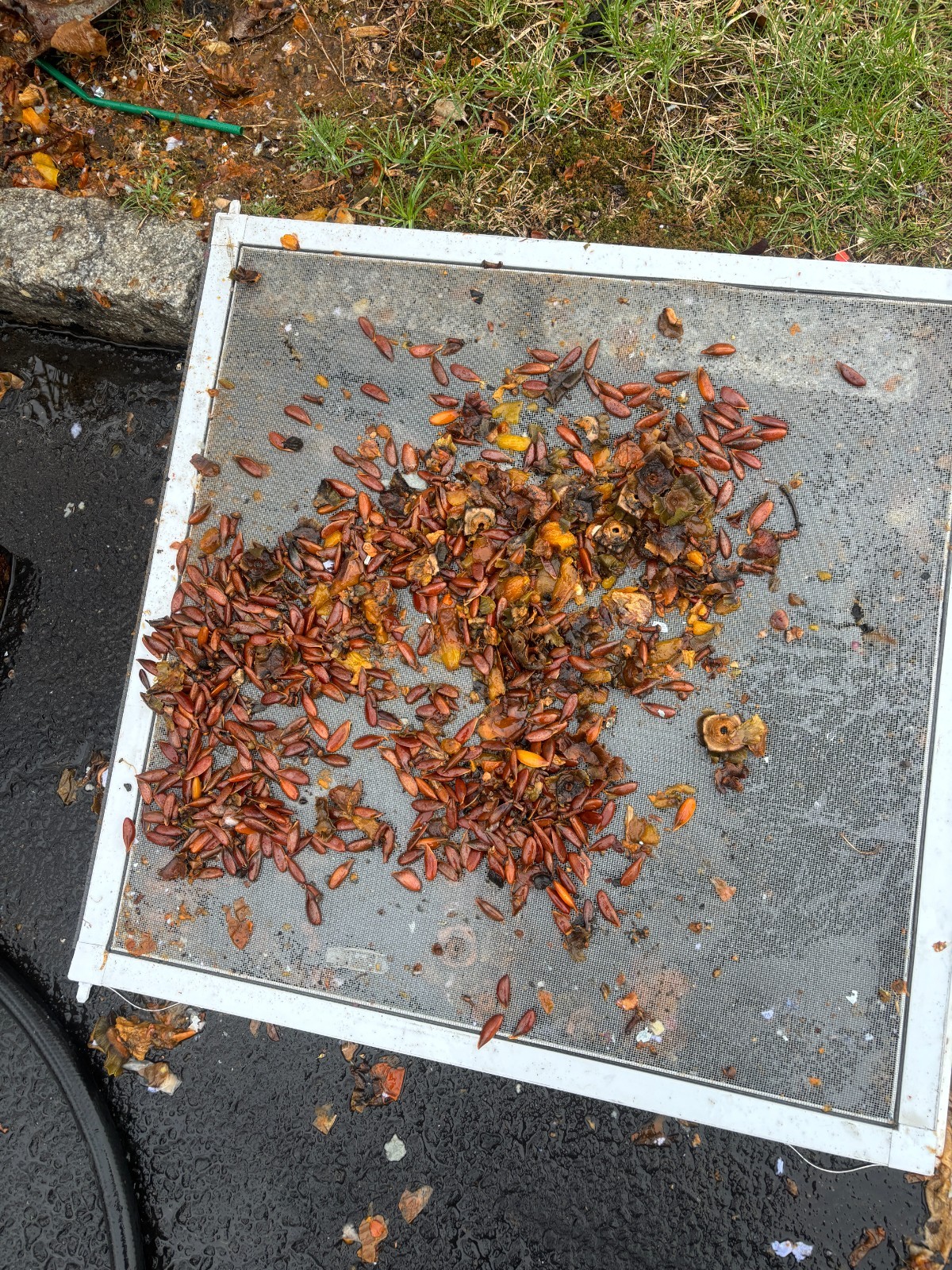 American Persimmon Seeds (20 pc) Diospyros Virginiana, ORGANIC 100% Hand picked