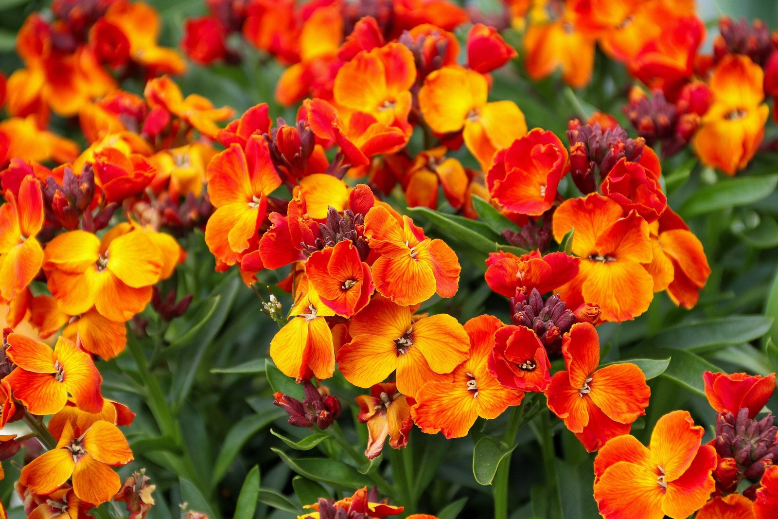 300 ENGLISH Aegean WALLFLOWER Cheiranthus Cheiri Seeds