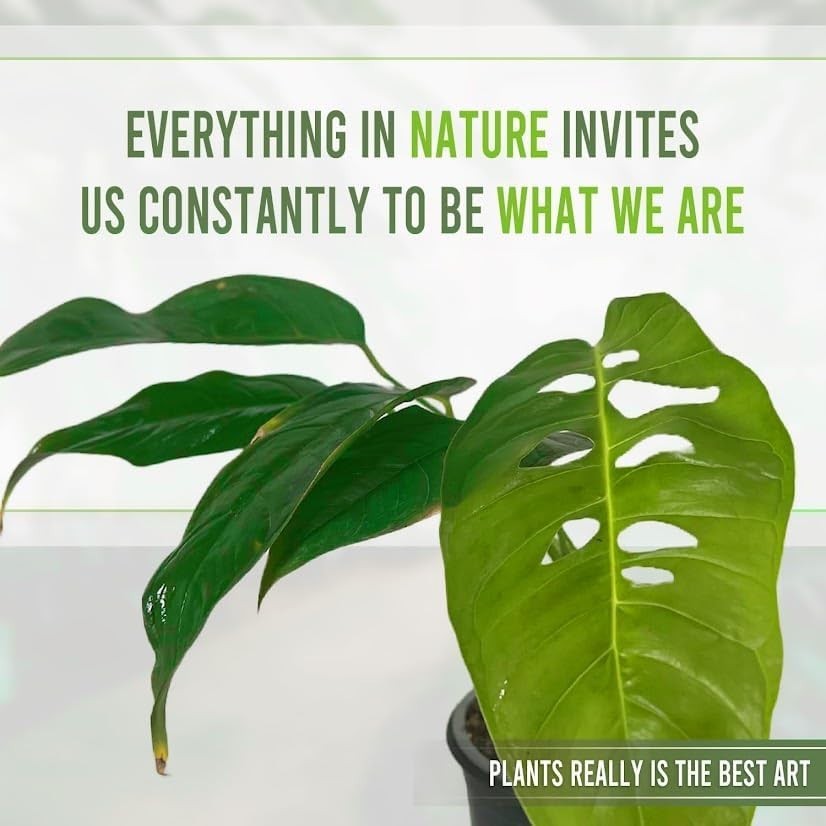 Monstera Unknown by LEAL PLANTS ECUADOR | Natural Décor Swiss Cheese Live Plant