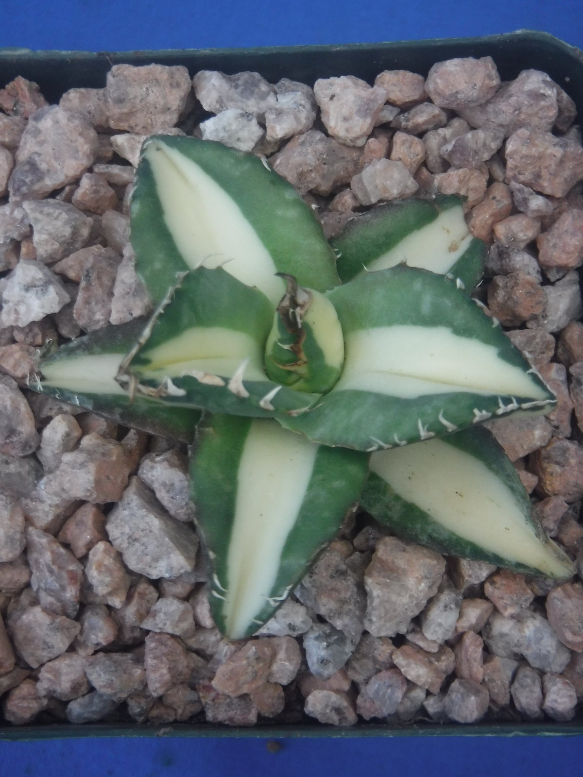 Agave titanota “Sabertooth Tiger” Cousin of “Snaggle Tooth” VARIEGATED 2″-3″ Wd