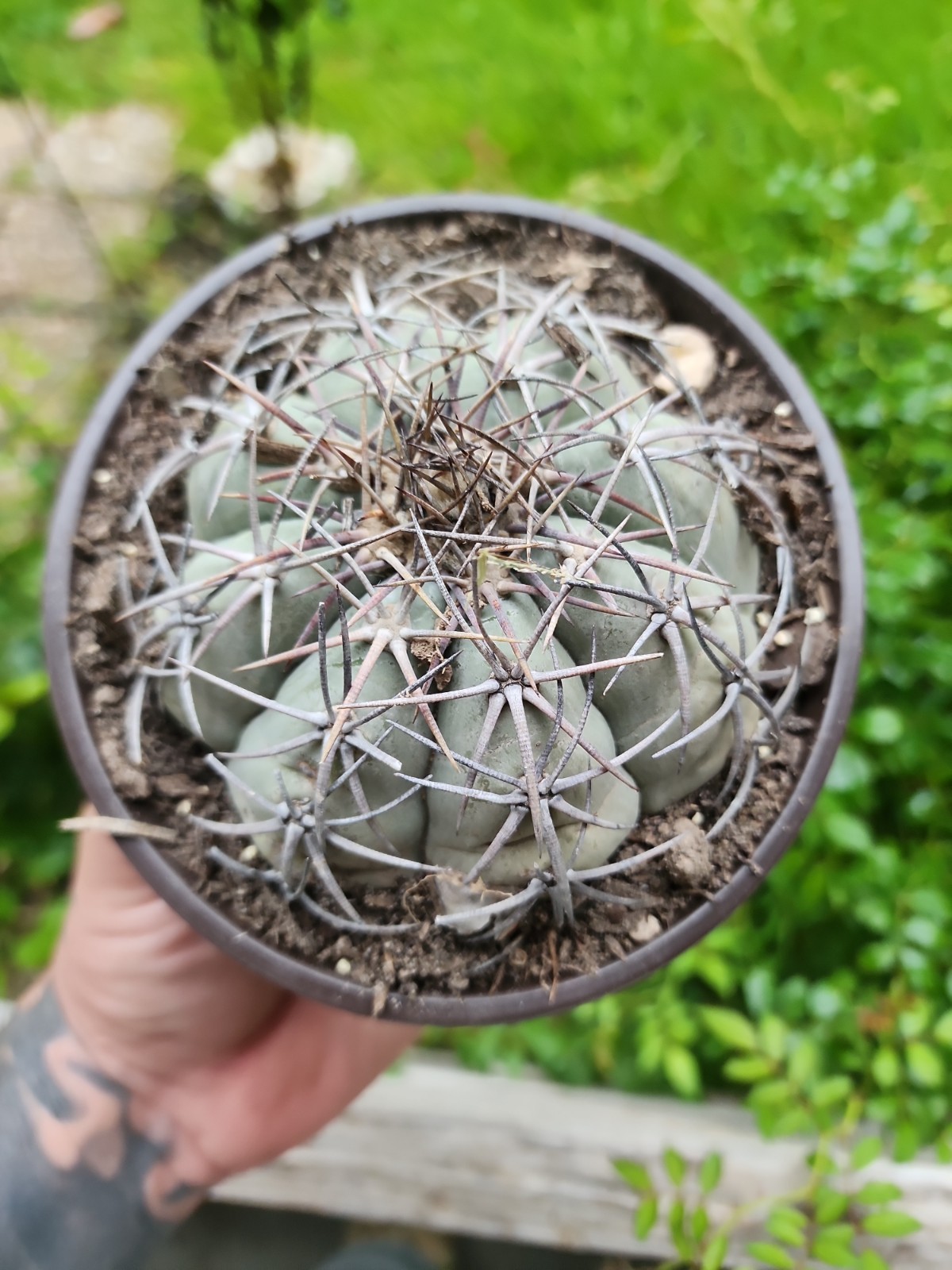Large Echinocactus Horizonthalonius Horse Crippler Cactus Head BE8