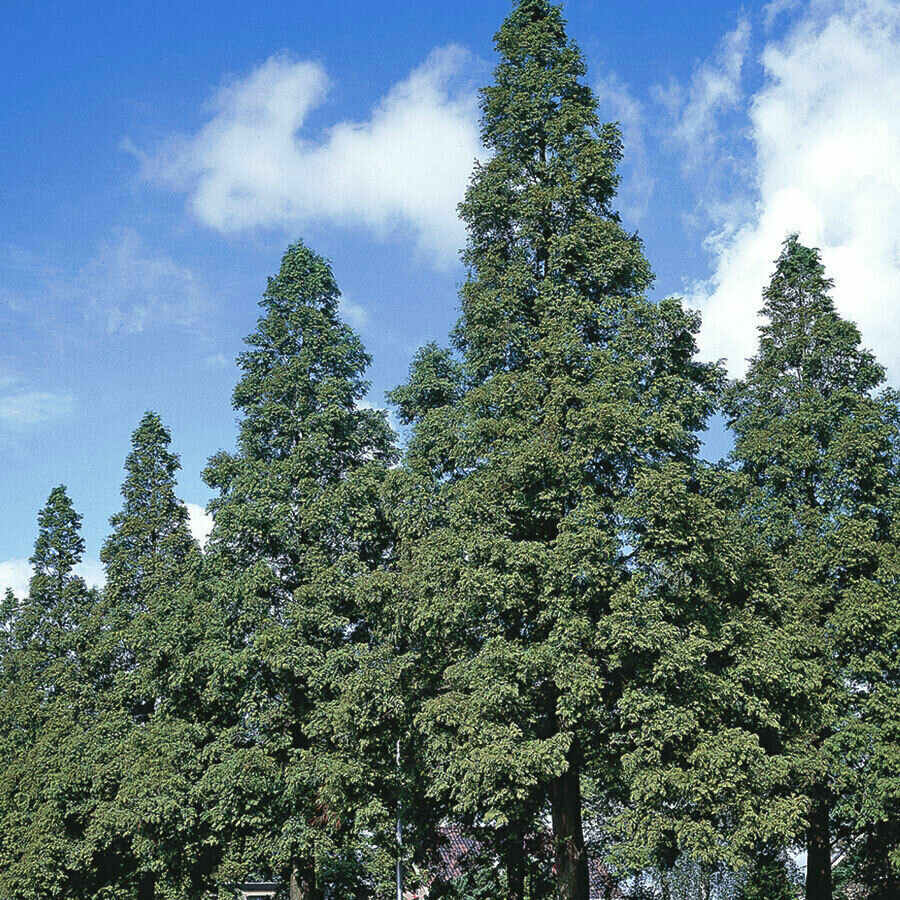 Dawn Redwood Tree Seeds (Metasequoia glyptostroboides) Fast Hardy Bonsai Plant