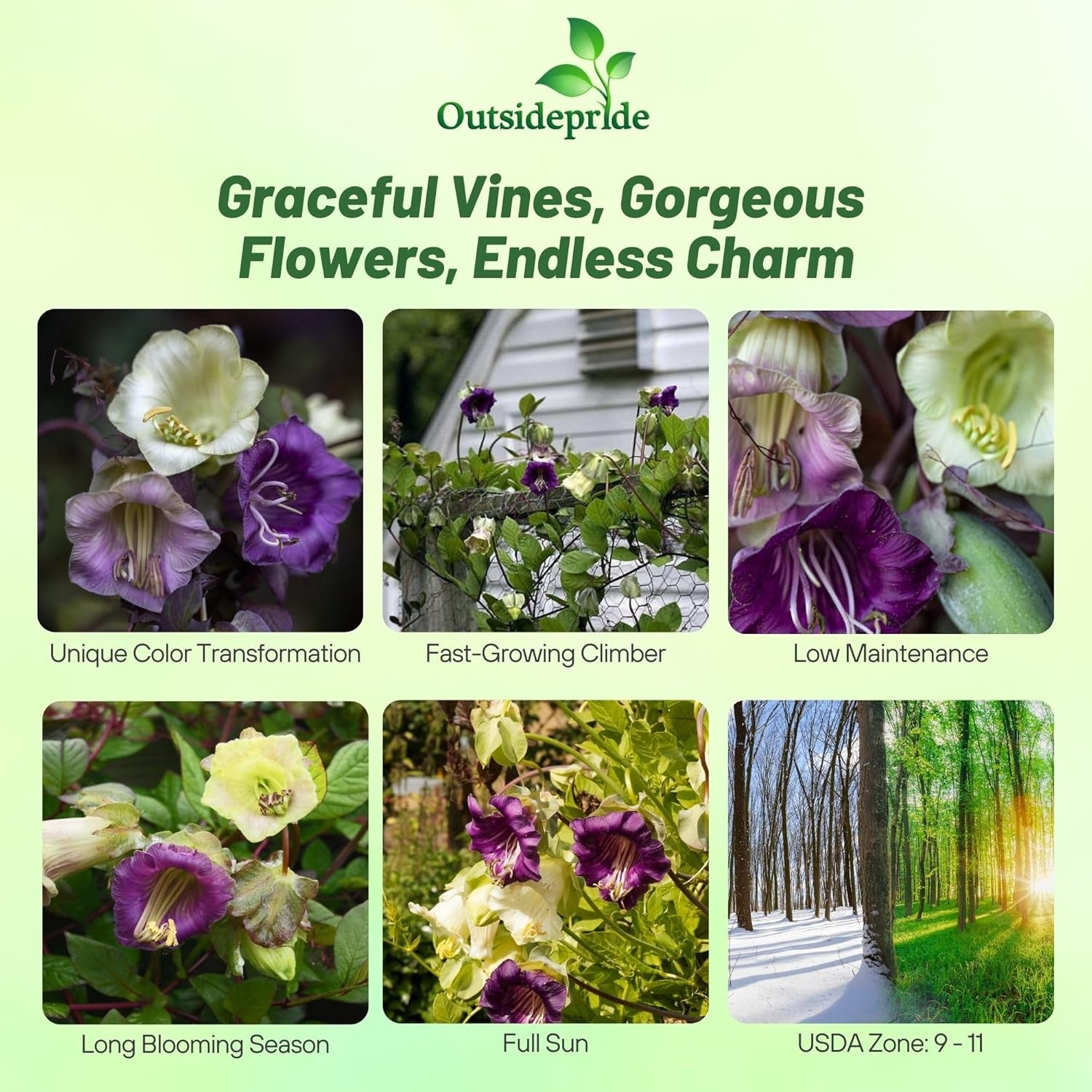 100 Seeds Cup & Saucer Vine Cobaea Scandens Vine Seed Mix