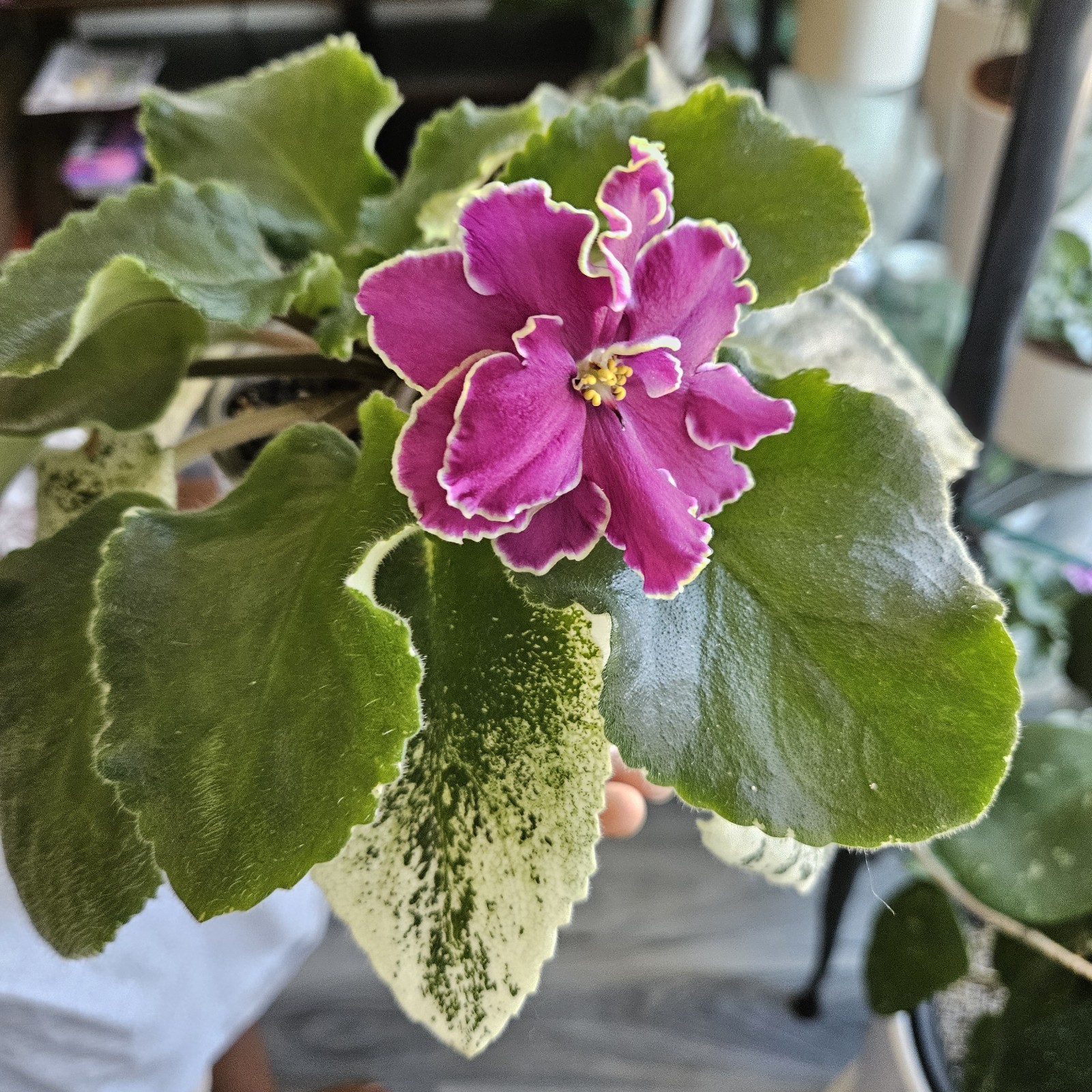 Le Oksana (Hyb. E. Lebetskaia Ukraine) Variegated Leaves Named Variety Big