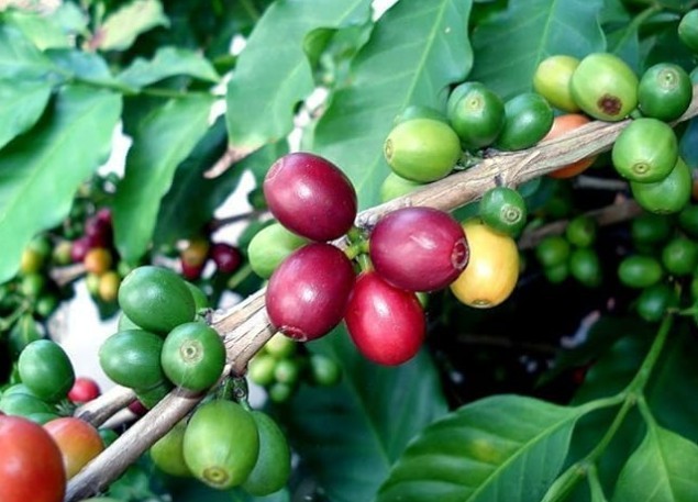 ☕ Coffee Arabica Plant – 1 Gallon – Live Plant ☕