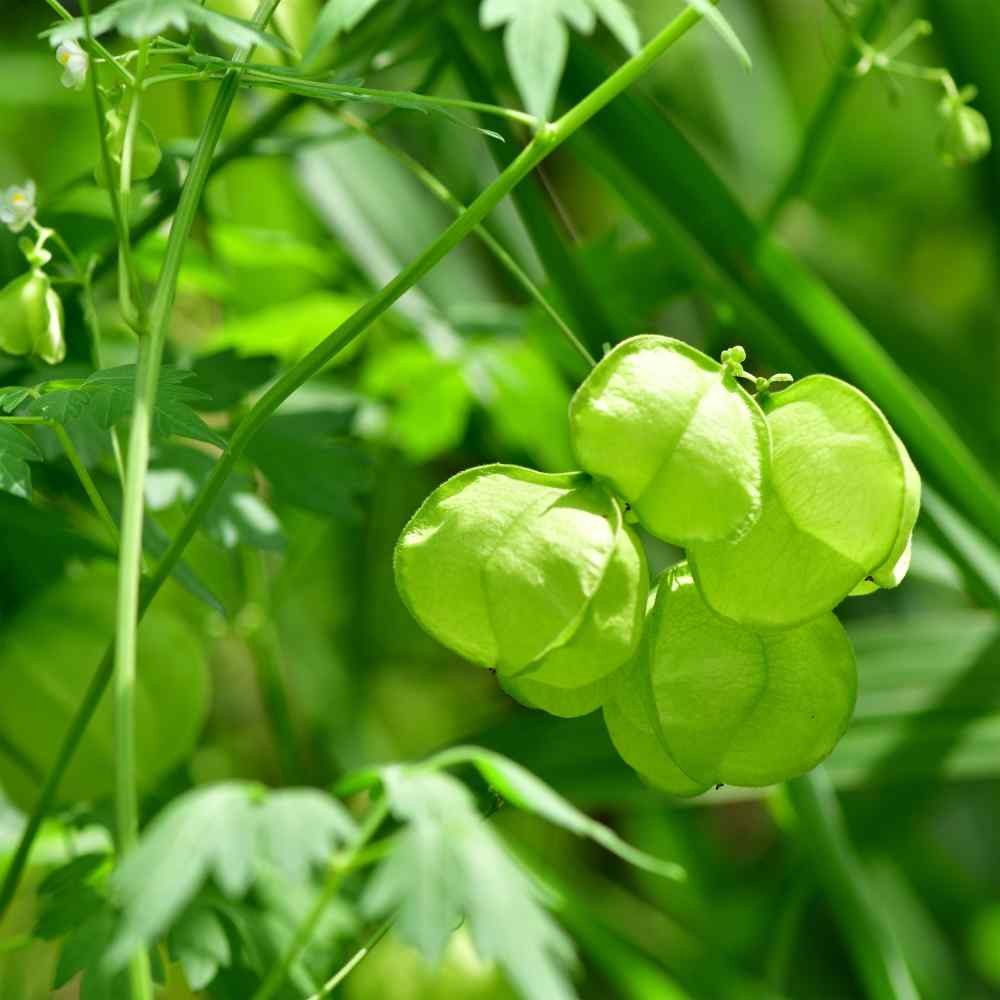 100 Seeds Cardiospermum Halicacabum Seeds – Balloon Vine Flower Seeds