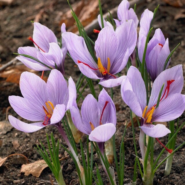 Saffron Autumn Crocus (Crocus sativus) – 50 Seeds | Fall-Blooming Purple Beauty