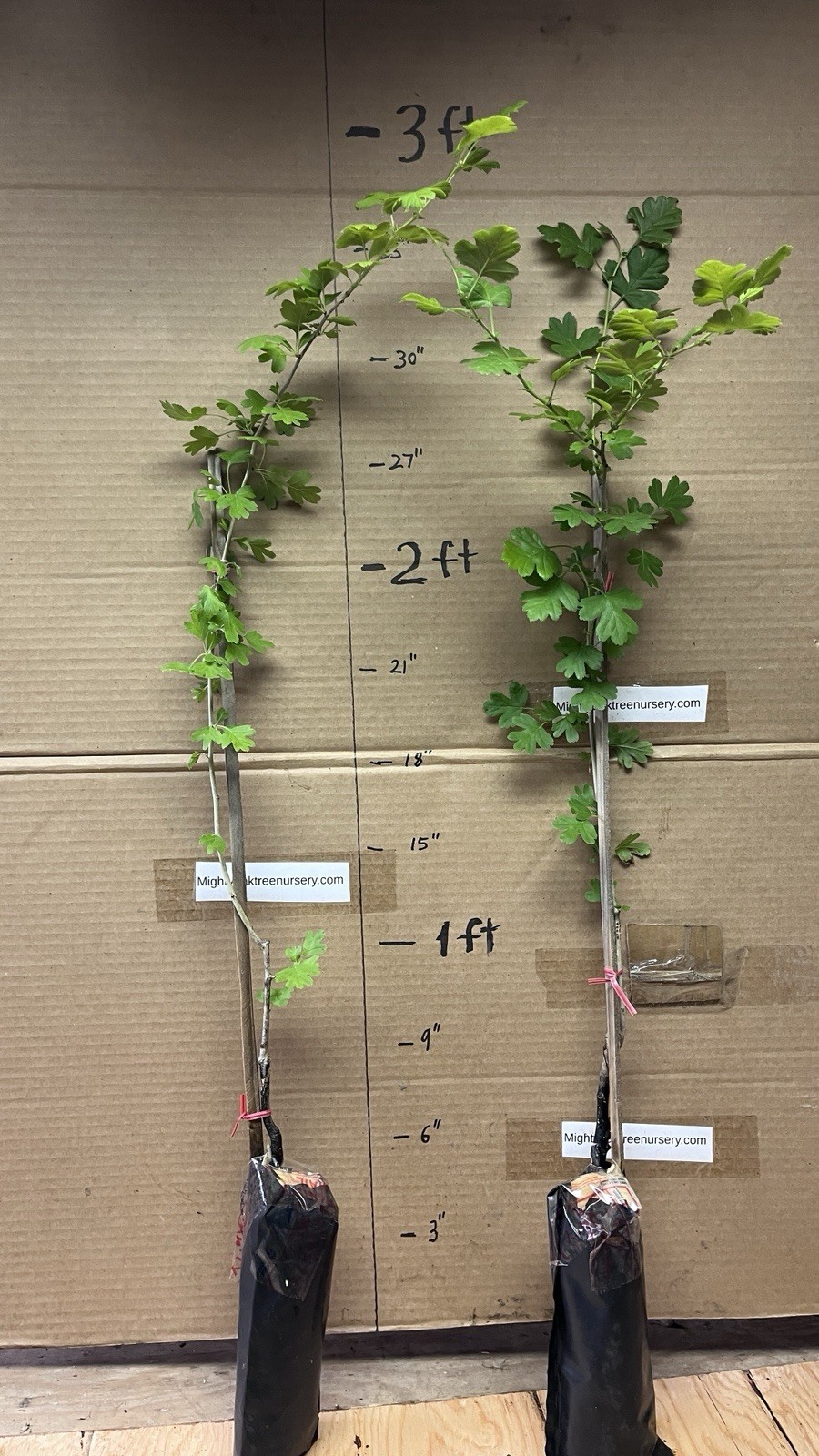 30-40″ tall Golden Girl black hawthorn (Crataegus sp.) 2 year old grafted plant
