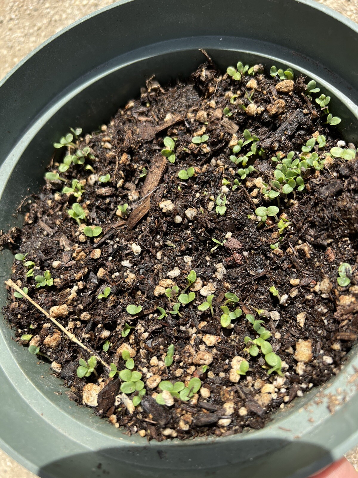 200+Organic Celtuce Seeds 莴笋种子2023年新种子
