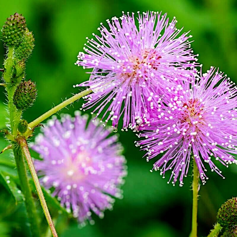 Dwarf (Mimosa pudica) “Sensitive Plant” Tropical Houseplant Flower Tree Seeds