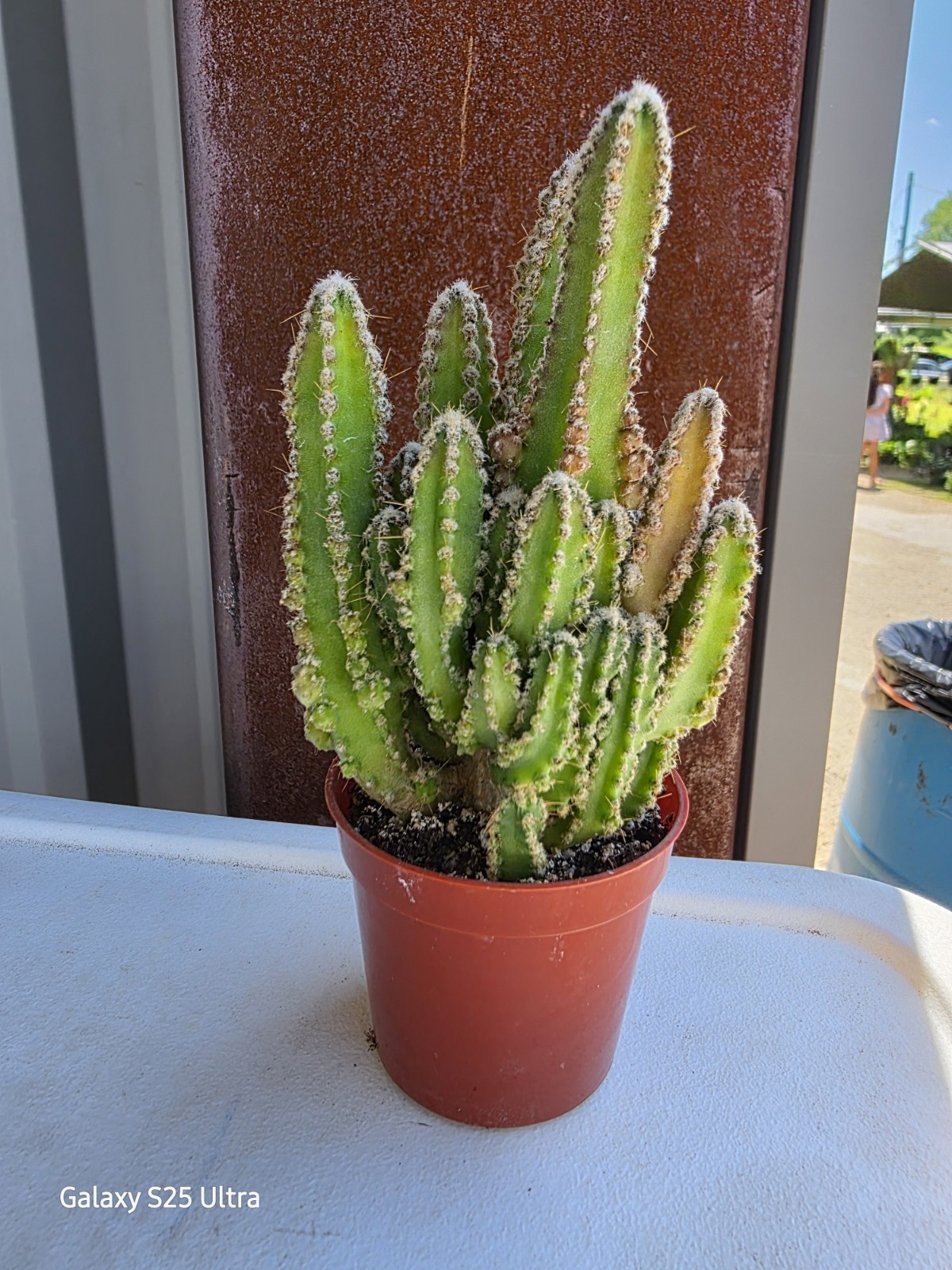 Acanthocereus Tetragonus ‘Fairy Castle” In 2.5″ Pot Plant 4.5″ tall Nice!!