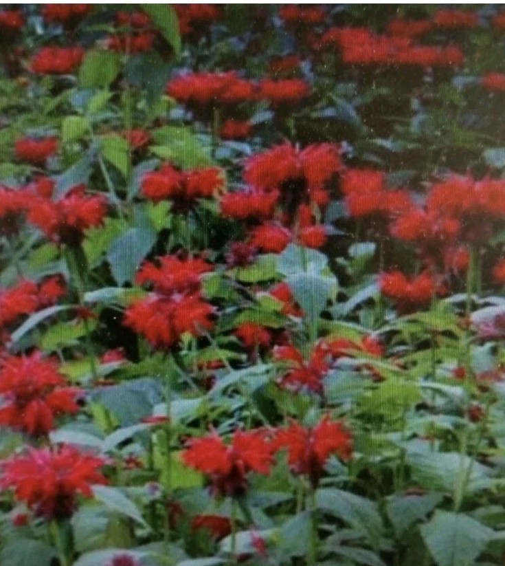 Bee Balm Red Flower Seeds
