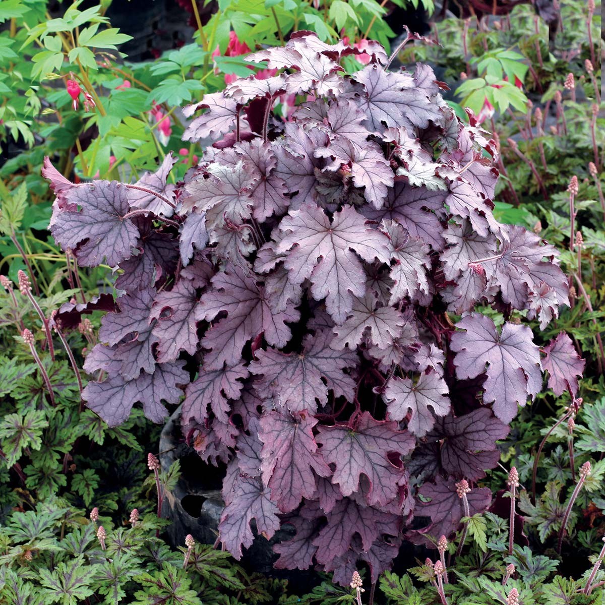 heucherella PLUM CASCADE tiarella new coral bells 2.5″ pot = 1 Live Potted Plant