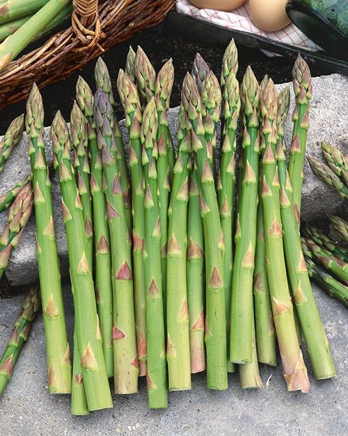4 Mary Washington Asparagus Roots, ready to plant