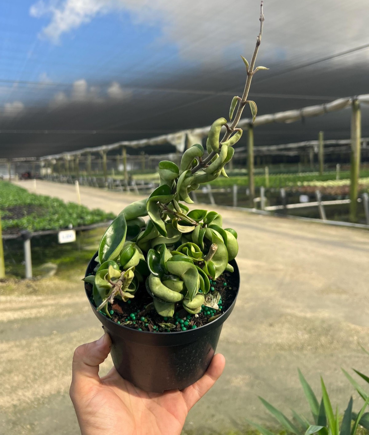 Hoya Hindu Rope Carnosa Compacta 2 Pack Live Plant 4 or 6 Inch Pot