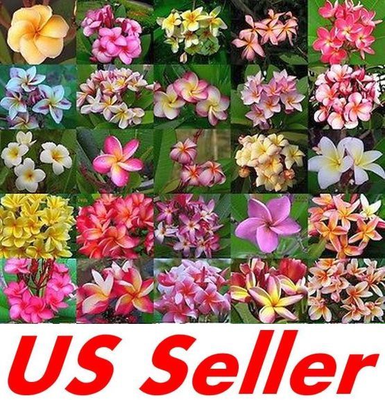 Plumeria Rubra Seeds 25 SEEDS G71.2, FRANGIPANI ASSORTED ” MIXED SET