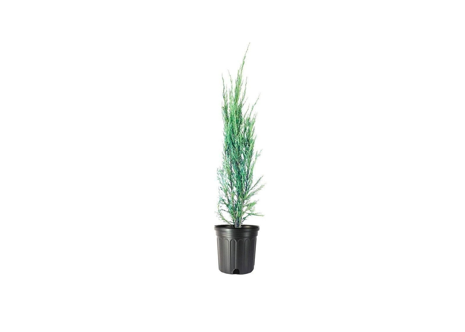 Juniper Blue Arrow | 1 Gallon | Juniperus scopulorum | Low Maintenance Tree