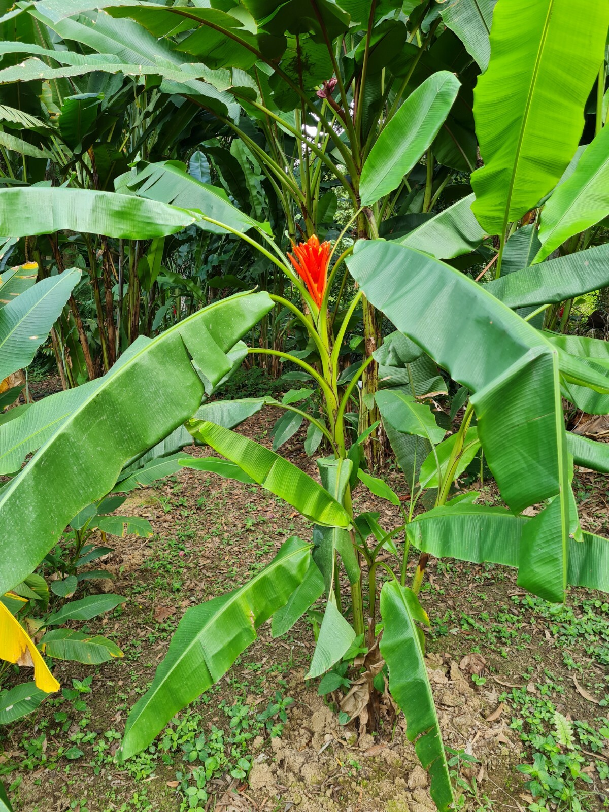 Musa coccinea Scarlet banana live Rhizome tropical plant exotic