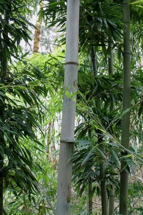 Giant Blue Henon Bamboo (24 Starter Plants)