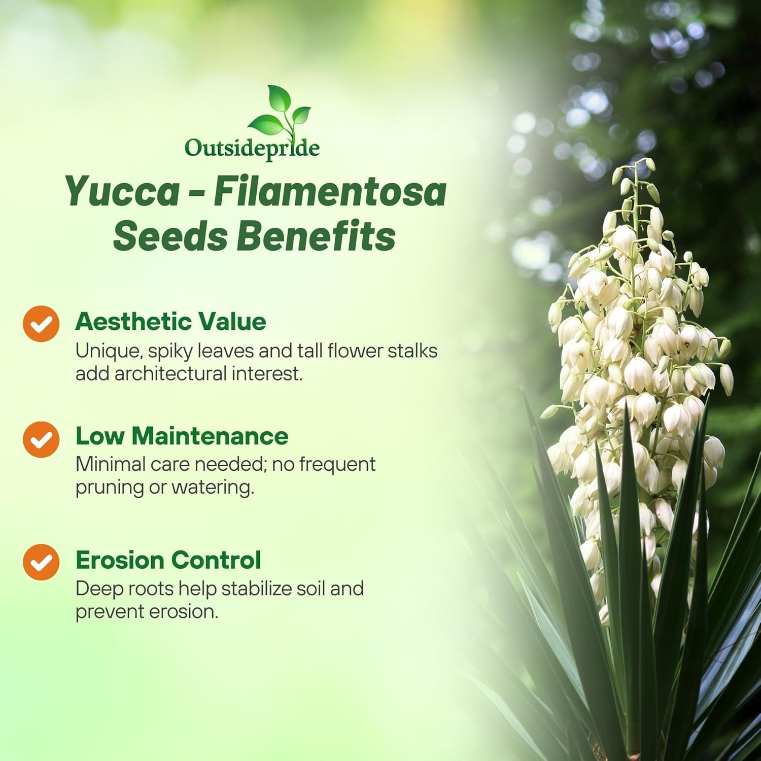 200 Seeds Yucca Filamentosa Adam’s Needle Drought Tolerant Garden Shrub Plant