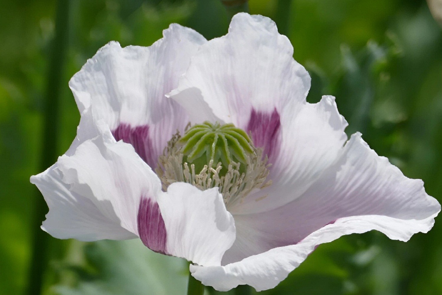10,000 Untreated Tasmanian Poppy Seeds for Planting Authentic Papever Somniferum
