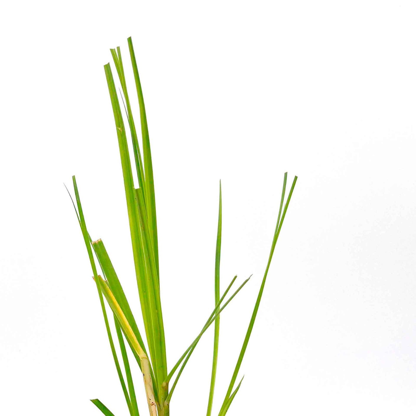 Dwarf White Pampas Grass (Cortaderia selloana ‘Pumila’) in 3.5″ Nursery Cubes