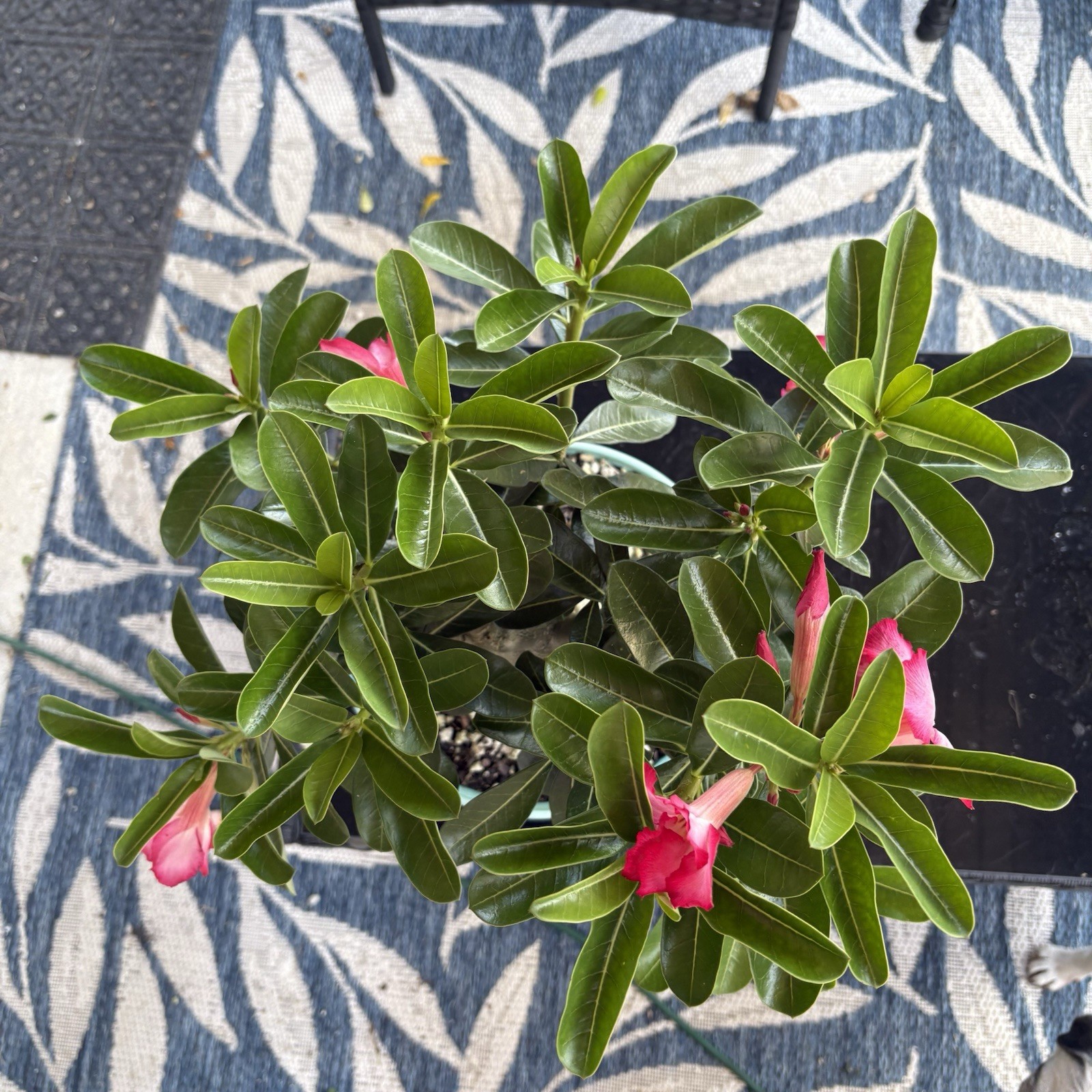 Adenium Obesum Desert Rose Seed Grown Short Stocky Pink Healthy
