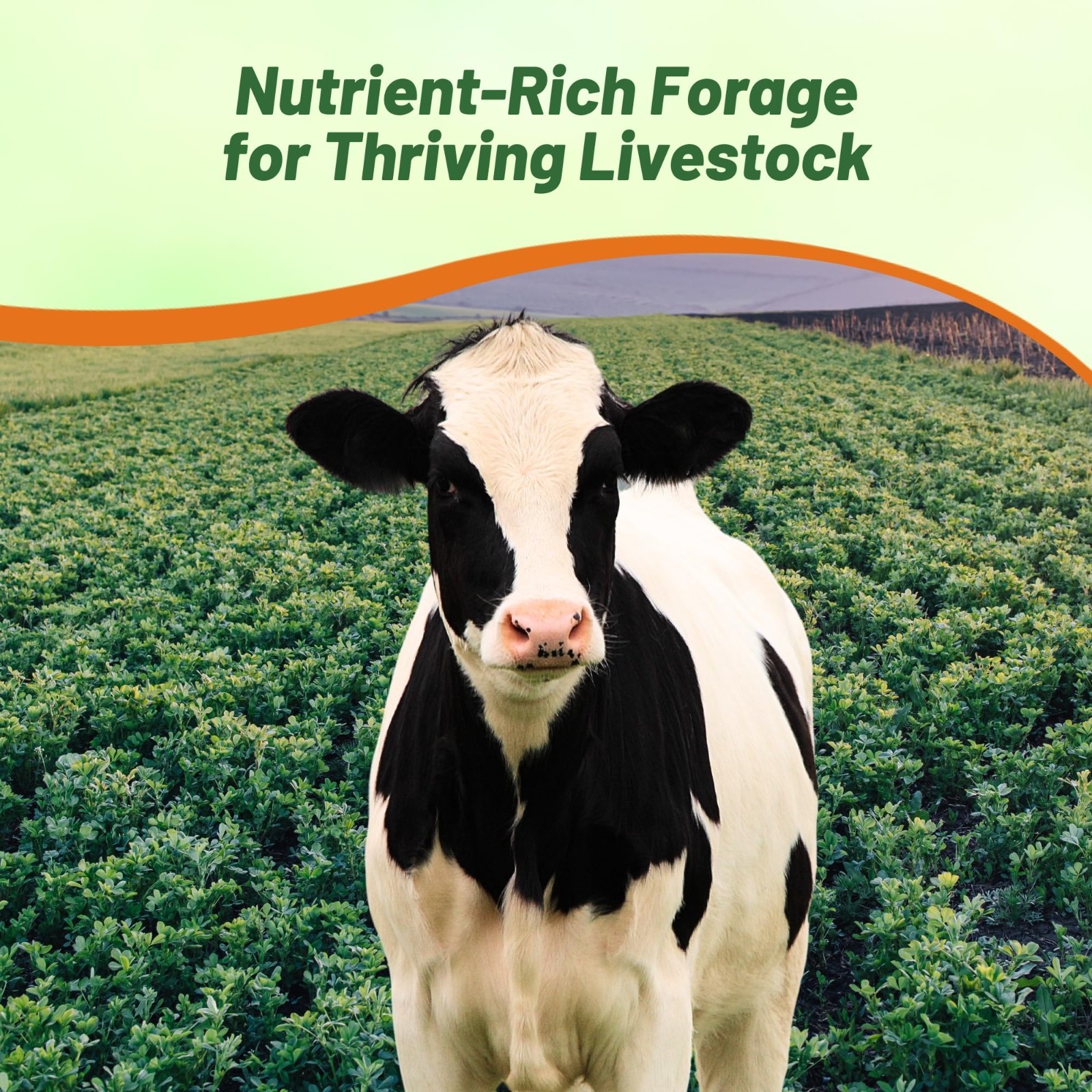 High Yield Perennial Alfalfa Seeds – 10 lbs Nitrocoated, Inoculated Forage Legum