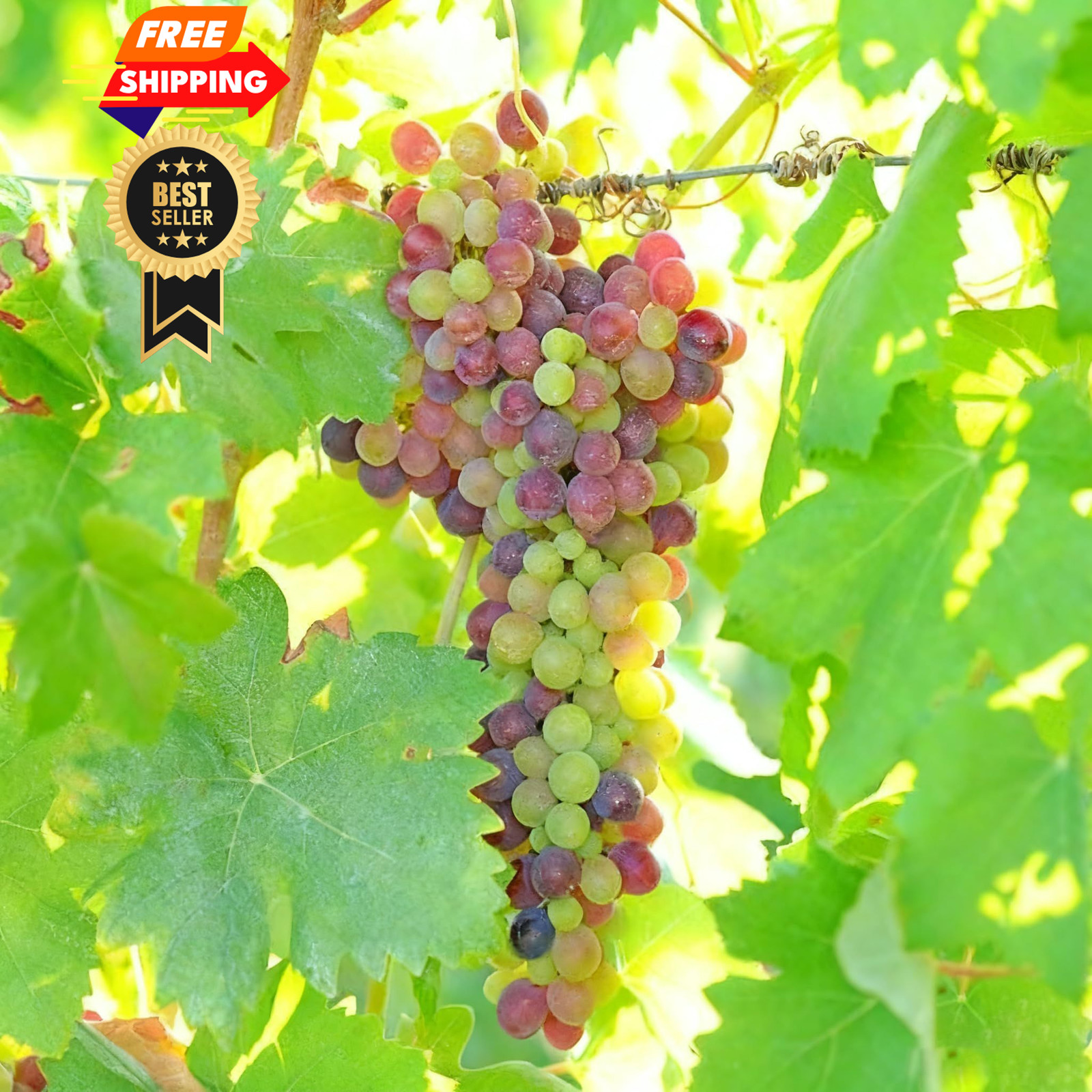 100+ Grape Fruit Seeds for Planting, Vitis vinifera Seed, Non-GMO Red