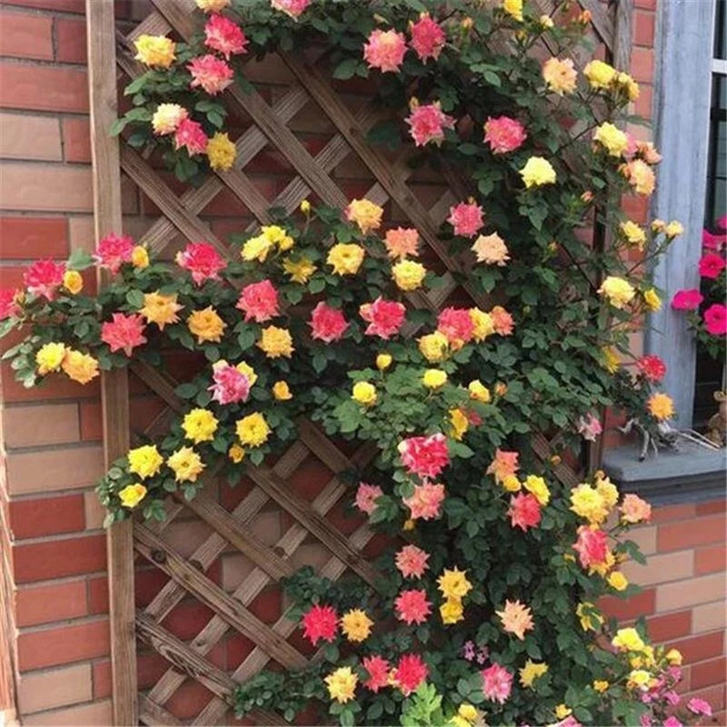 Joesphs Coat Climbing Rose Seeds- 50 or 100 Seeds.USA Seller- Free Shipping