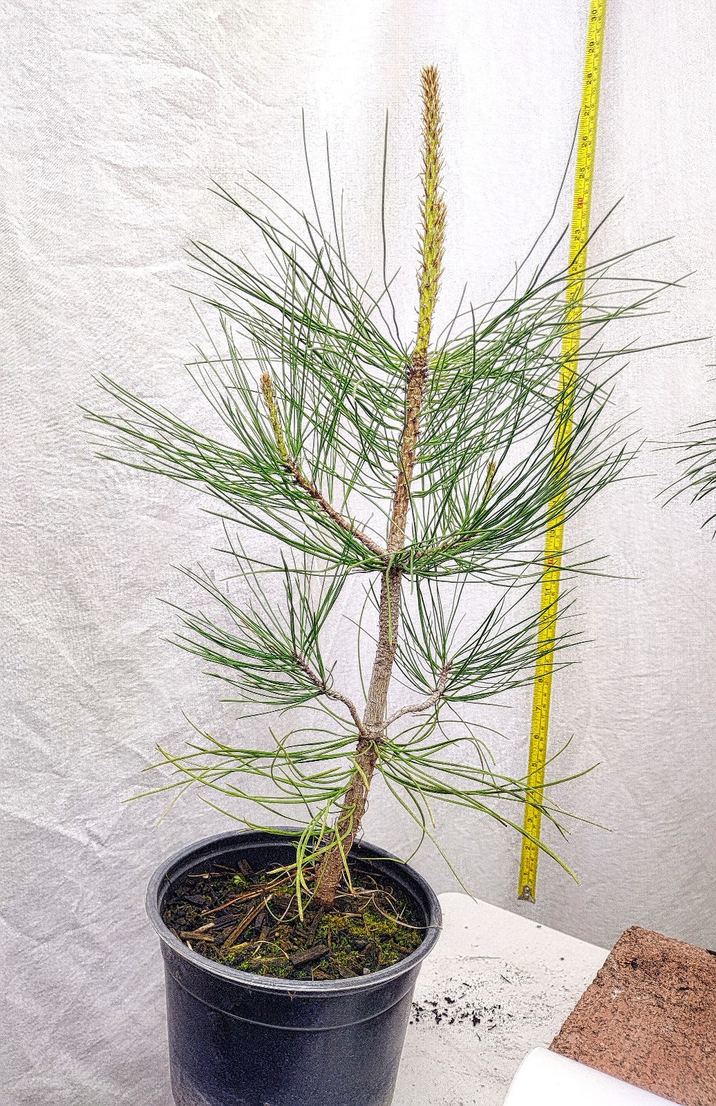 Native Ponderosa Pine Christmas Tree in nursery pot. Pinus.