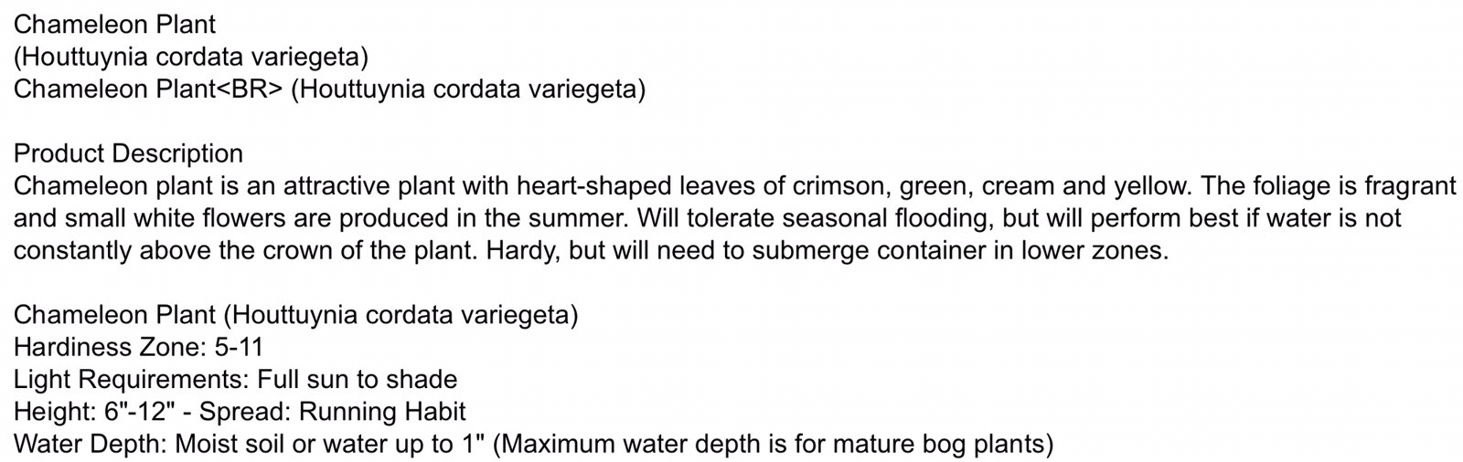 Houttuynia Cordata Fish Mint Charmeleon 10 Plants Great For Ponds (Bare Root)