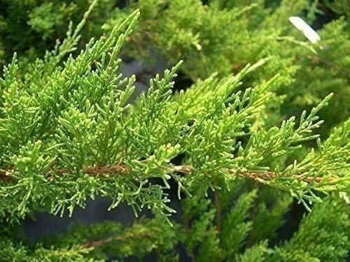 Sea Green Juniper – Live Plants – Juniperus Chinensis – Hardy Evergreen…