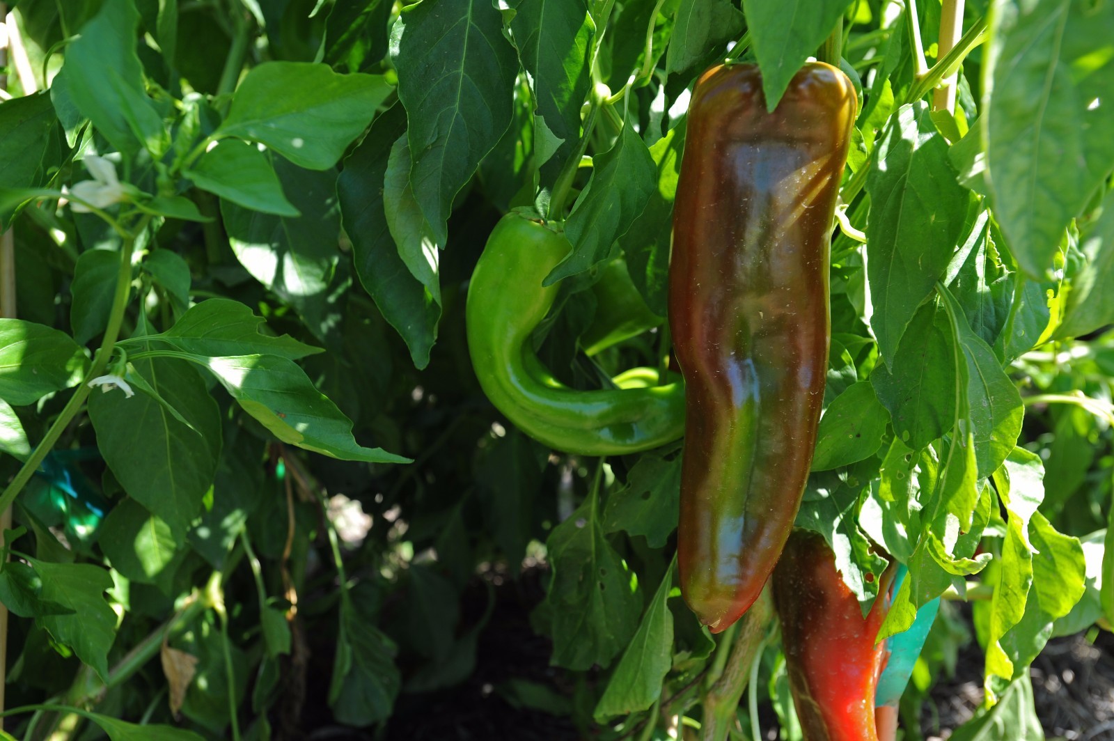 Barker’s New Mexico hot pepper seeds non-gmo heirloom open pollinated HOTTEST!