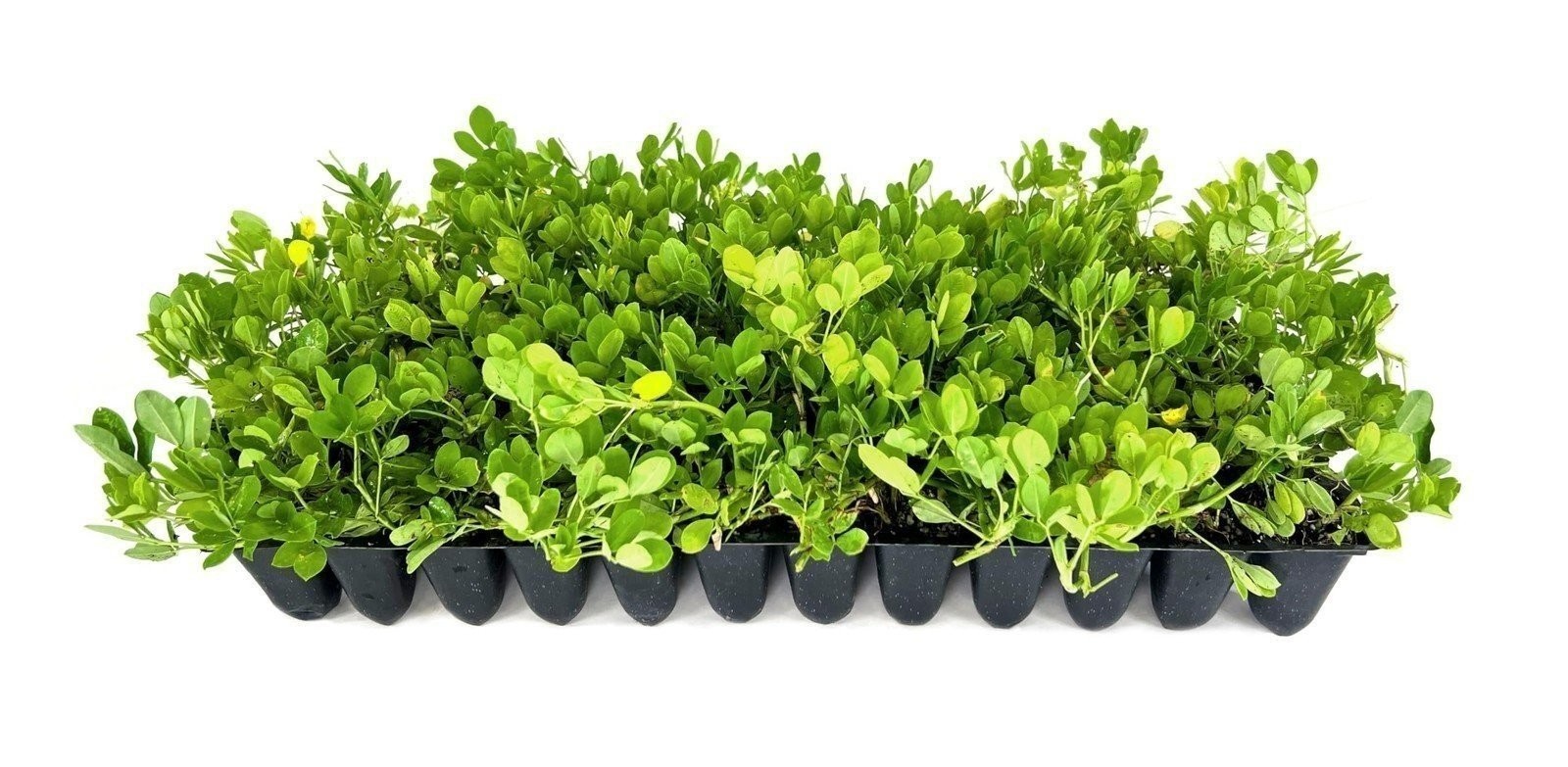 Peanut Ornamental | 2 Inch