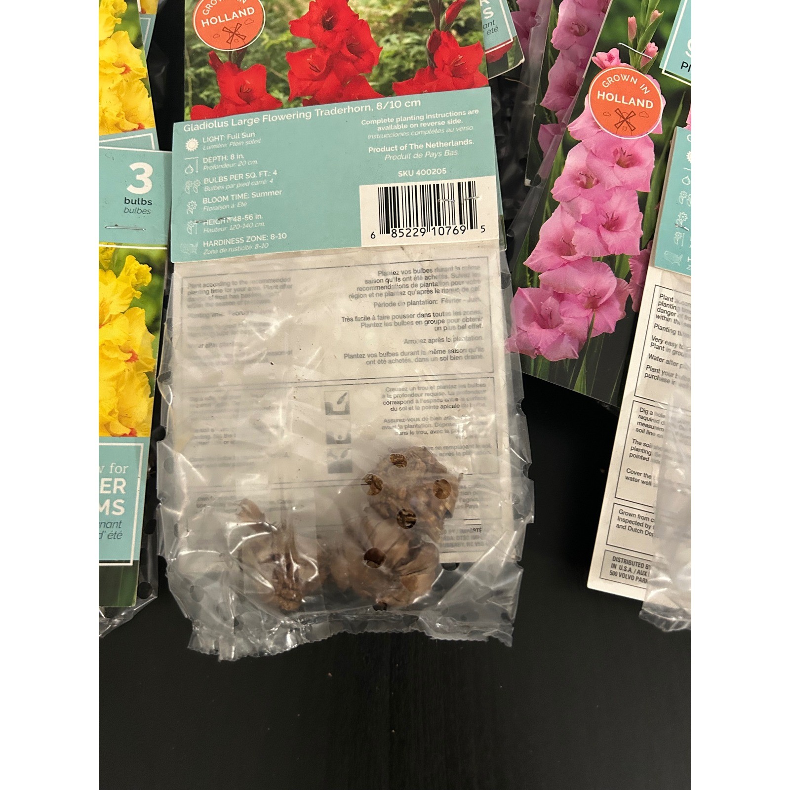 Flower Bulbs x 12 Summer Bulk Gladiolus Jester Traderhorn Pink Supreme Holland