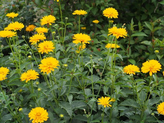 HELIOPSIS – FALSE SUNFLOWER – 4 LIVE PLANTS -SEE DESCRIPTION – LOOK!