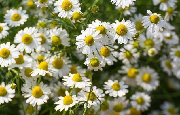 Chamomile Common 2000 – 10k Seeds Tea Herbs Pollinator Easy container gardening!