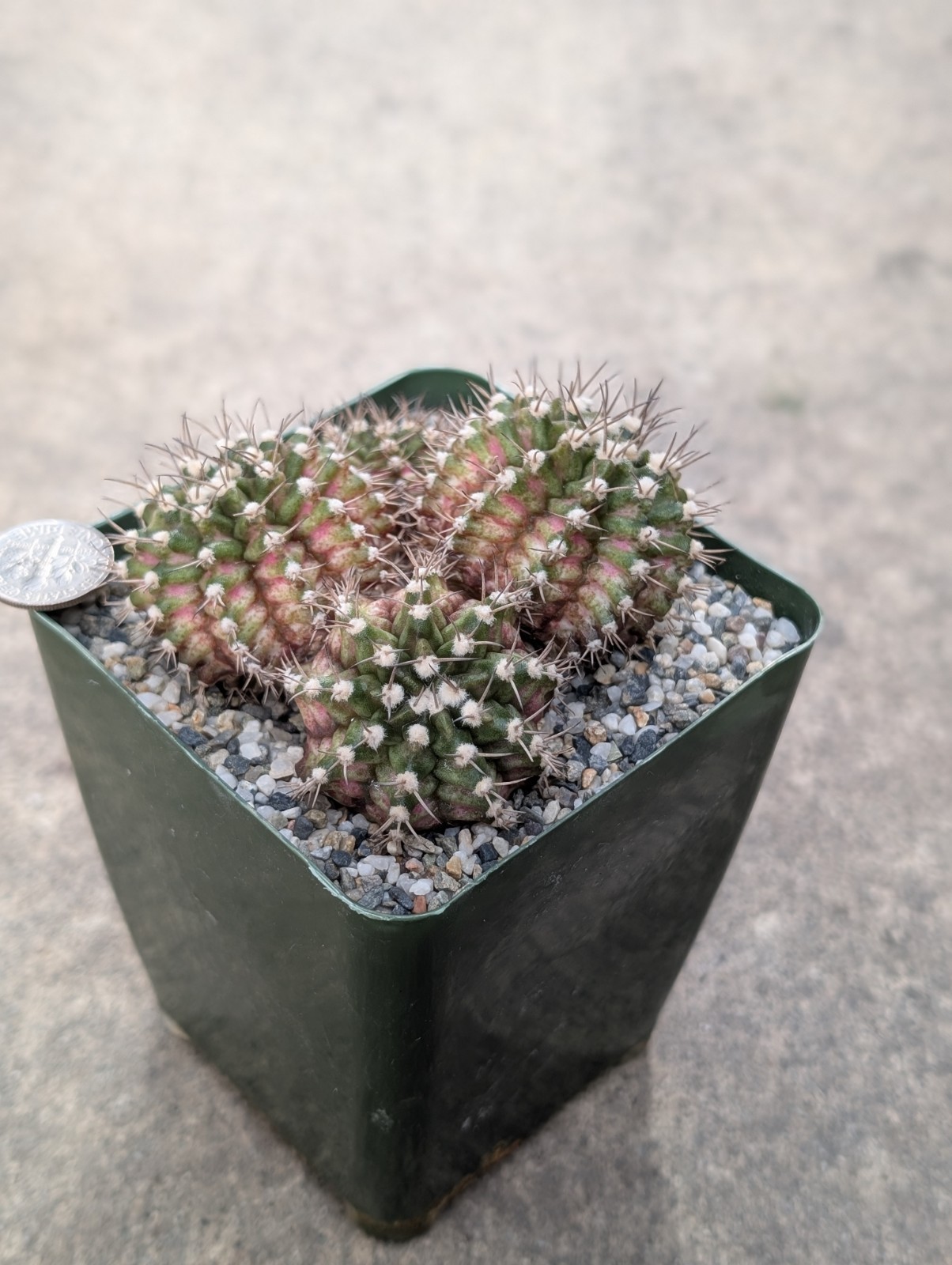 Gymnocalycium T-Rex 🤍 🩷 Bouquet Style, White & Pink Combo, shown in 3″ Pot