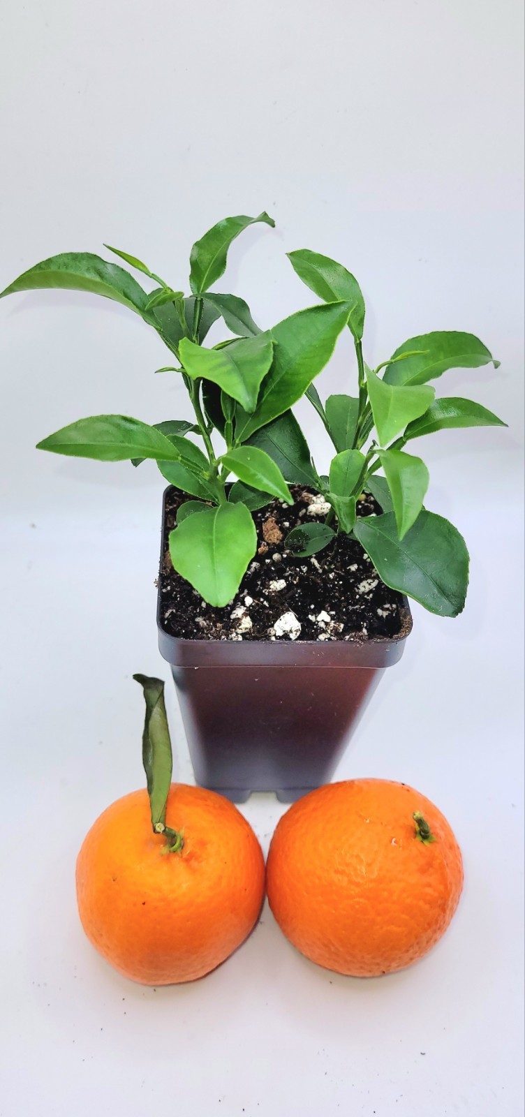 Set Of 4 Clementine Mandarin orange seedlings, 3-5 inches tall