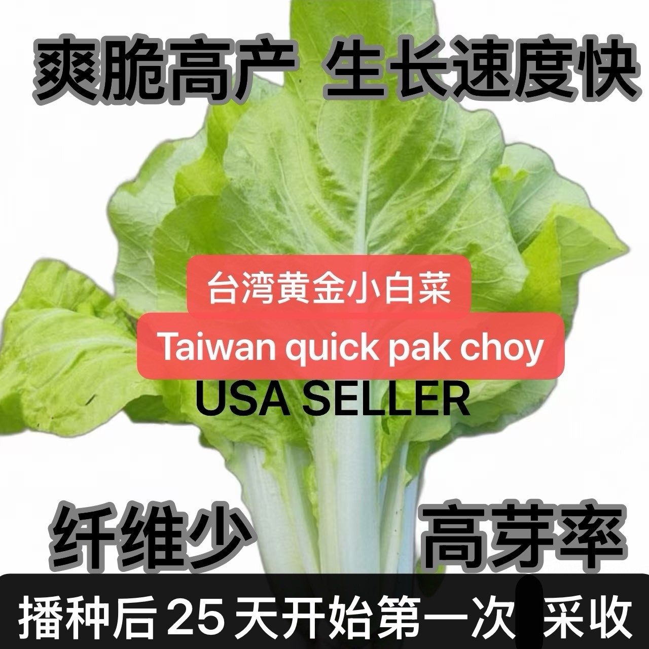 500+CT Taiwan quick Pak Choi/ Bok Choy Seeds Harvested By 2025. 500多粒台湾黄金甜白菜种子