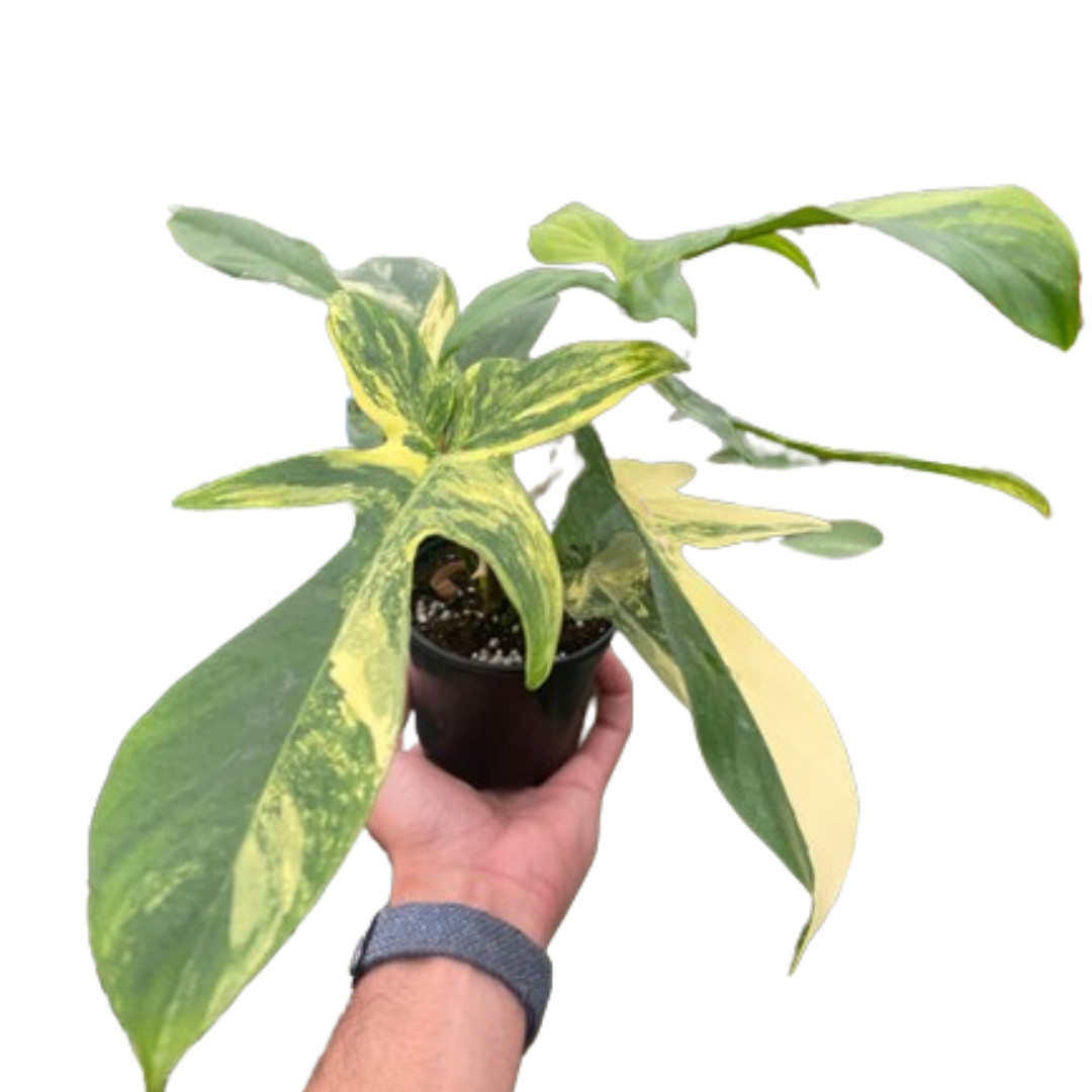 Philodendron Florida Beauty Variegated