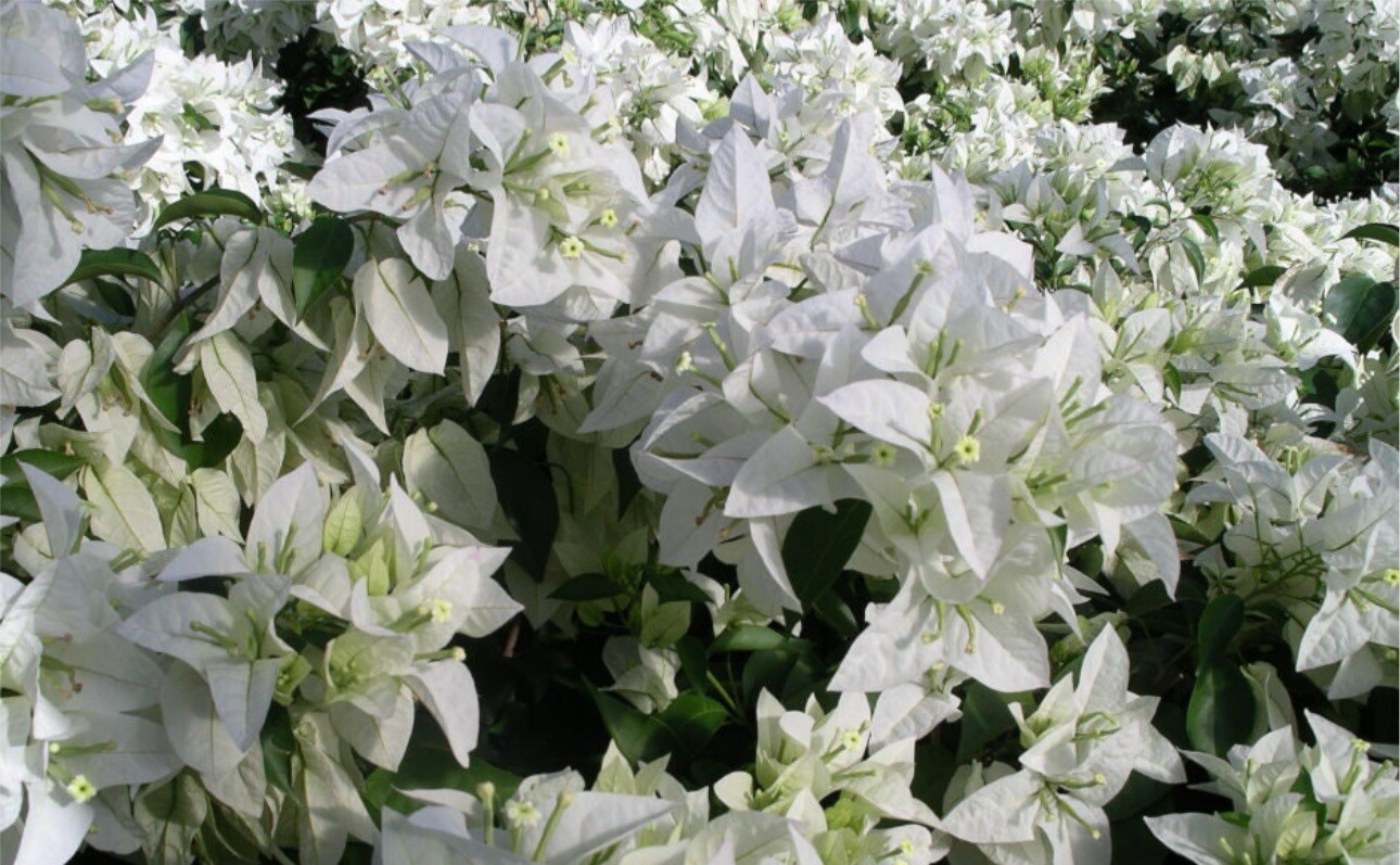 4” Pot of MAUNA KEA Live Rooted Bougainvillea Plant-Height & Fullness Varies