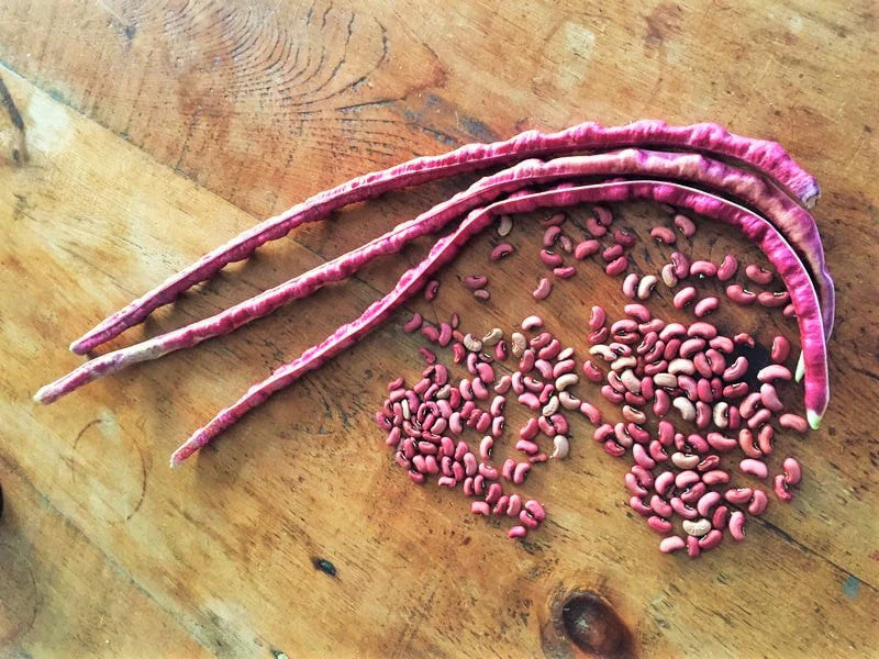 Mosaic Yard Long Bean Seeds |Purple Pink White Chinese Asparagus Asian Seed 2024