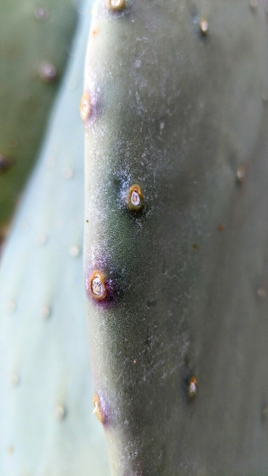 3 Spineless Prickly Pear Opuntia Cactus Pads 5+ Inches each From Arizona
